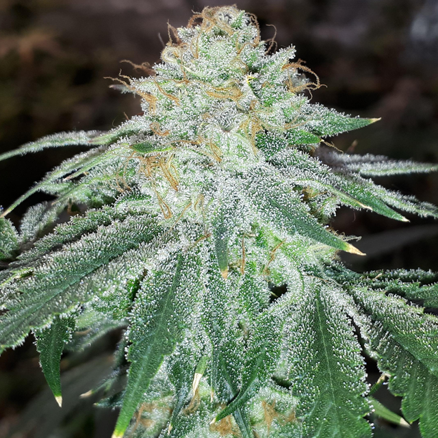 Original Sensible Seeds Forbidden Wedding Cake Image 4